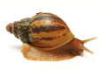 Lissachatina albopicta typ 3 juvenil